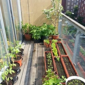 Patio plants