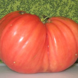 Giant tomato