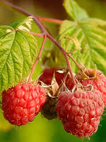 raspberry