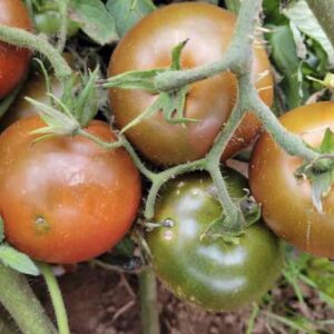 Black prince heirloom