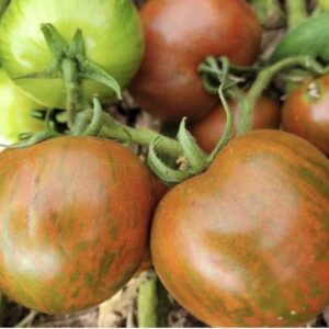 Black zebra heirloom